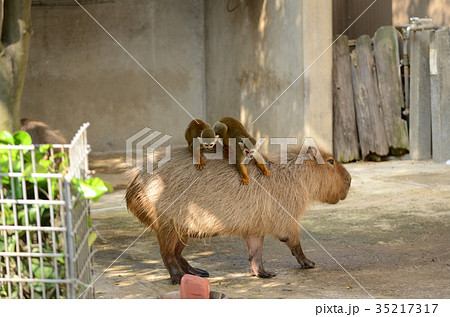 鬼天竺鼠の写真素材