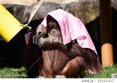 オランウータンの赤ちゃんの写真素材