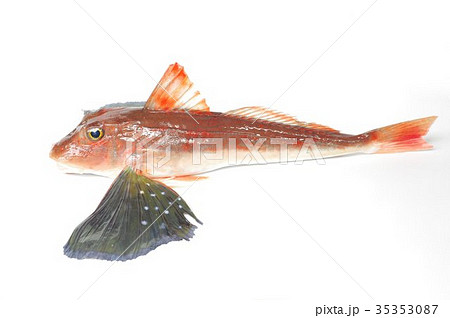 キミヨ 魚 海水魚の写真素材 キミヨ 魚 海水魚の写真素材