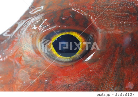 キミヨ 魚 海水魚の写真素材 キミヨ 魚 海水魚の写真素材