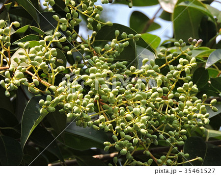 タマツバキの写真素材 - PIXTA