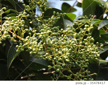 動きのある曲がり樹形 ネズミモチ 647 樹高1.2m位 タマツバキ テラツバキ GKZ植物事典・タマツバキ