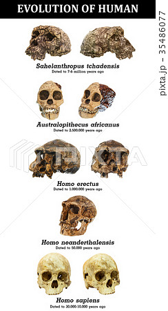 アウストラロピテクスの写真素材