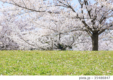 桜の木下の写真素材