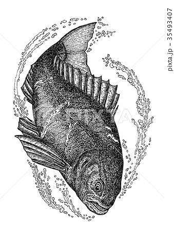 鯛 魚 モノクロ たいのイラスト素材