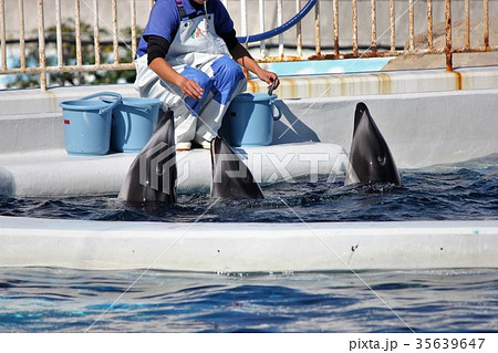 イルカ プール 水族館 飼育員の写真素材