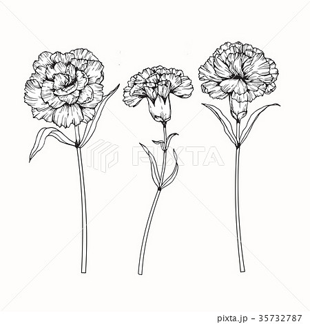 Carnation Flower Drawing のイラスト素材