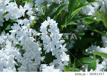 姫空木 ヒメウツギ 花言葉は 秘めた恋 の写真素材