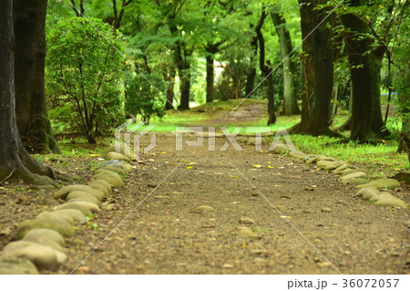 森の小道の写真素材 - PIXTA