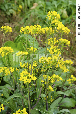 花 黄色 葉物 チンゲン菜の写真素材