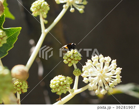 ヤツデ 花 昆虫 虫の写真素材 Pixta