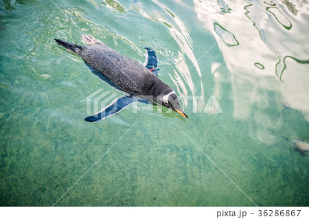 ファーストペンギンの写真素材