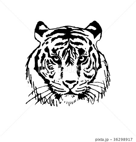 Vector Illustration The Face Of A Tigerのイラスト素材 36298917