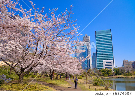 東京タワー 旧芝離宮 桜 青空の写真素材