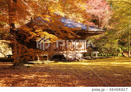 国宝 富貴寺 紅葉 銀杏の写真素材