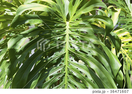 モンステラ ハワイ ワイマナロ 観葉植物の写真素材