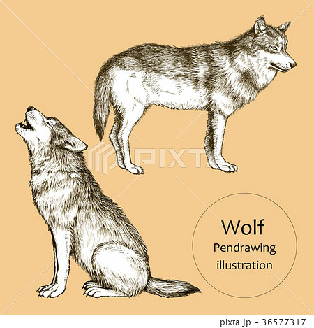 狼 遠吠え ハイイロオオカミ タイリクオオカミのイラスト素材 Pixta