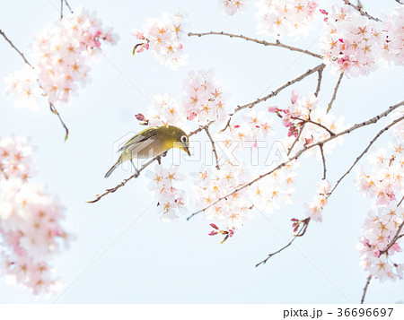 しだれ桜 メジロ 桜 鳥の写真素材 - PIXTA