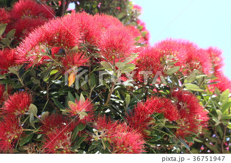 ポフツカワ ニュージーランドクリスマスツリー 植物 花の写真素材