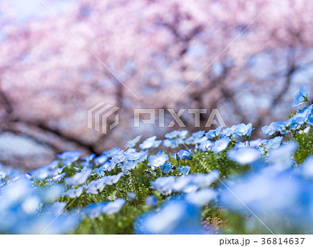 大宮花の丘農林公苑 桜 ネモフィラ 青の写真素材