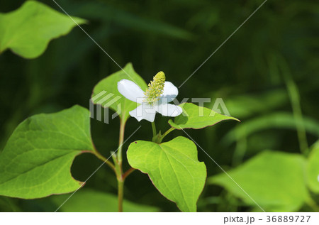 ドクダミ 花 どくだみ 毒溜の写真素材