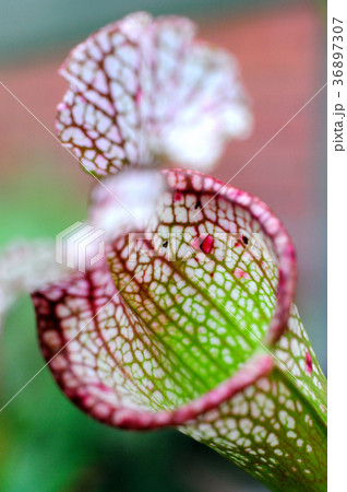 食虫植物 ウツボカズラ 夢の島熱帯植物園 江東区の写真素材 食虫植物 ウツボカズラ 夢の島熱帯植物園 江東区の写真素材
