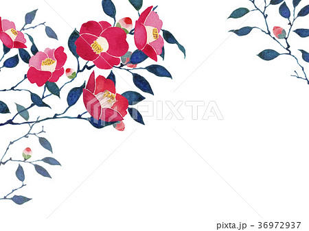 冬の花のイラスト素材集 ピクスタ