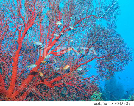 リュウキュウイソバナの写真素材 - PIXTA