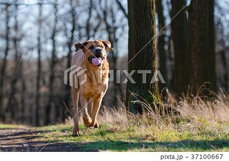 土佐犬の写真素材