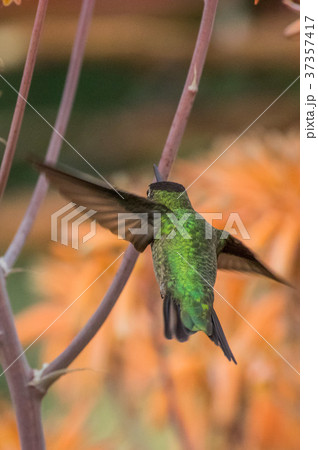 Humming Bird ハチドリ はちどり 野鳥の写真素材