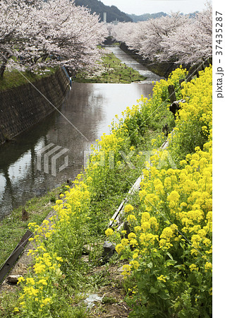 琴海花まつりの写真素材