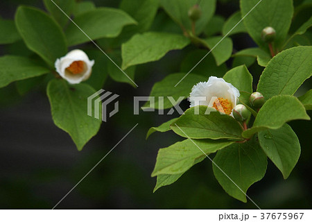 ナツツバキ つぼみ シャラ 夏椿の写真素材