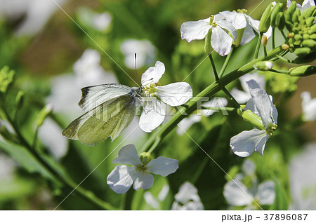 ジャガイモの花 蝶 花 植物の写真素材