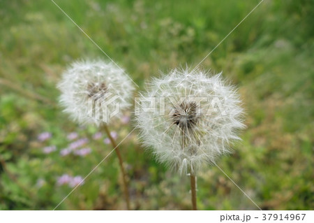 上綿帽子 花 最高の花の画像