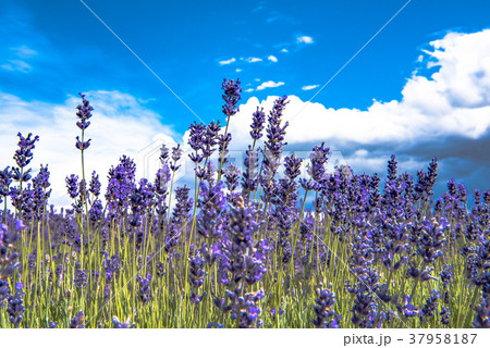 花 花畑 オセアニア ニュージーランドの写真素材