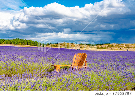 花 花畑 オセアニア ニュージーランドの写真素材
