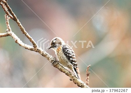 木をつつく鳥 野鳥の写真素材