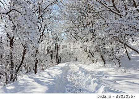 樹氷 北海道 苫小牧 冬の写真素材