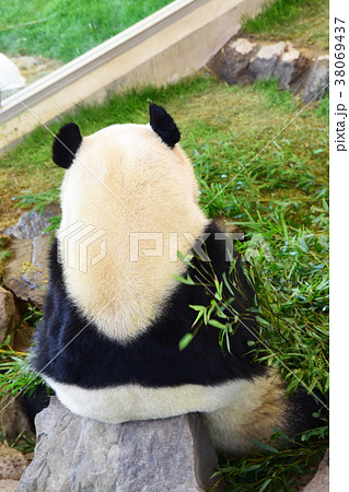 パンダ ジャイアントパンダ 後姿 背中の写真素材
