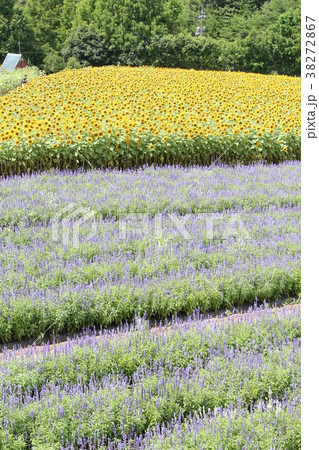 花畑 ラベンダー畑 世羅町の写真素材