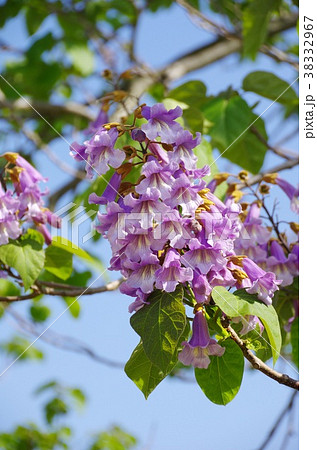 桐 花の写真素材 - PIXTA