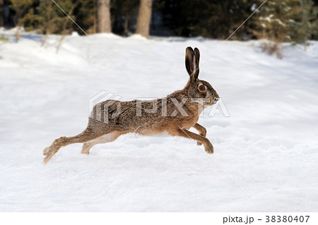 ウサギ うさぎ はねる 走るの写真素材