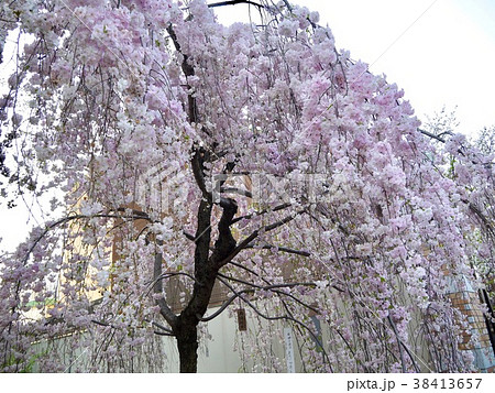 雨情枝垂 (うじょうしだれ)