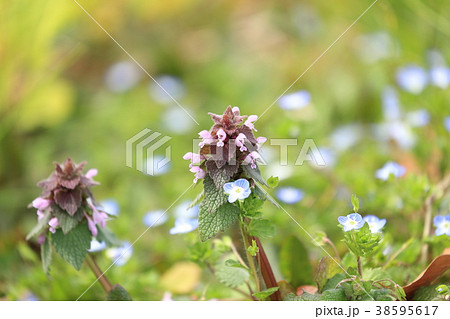 ヒメオドリコソウ 紫色 雑草 小花 花 小さい花の写真素材