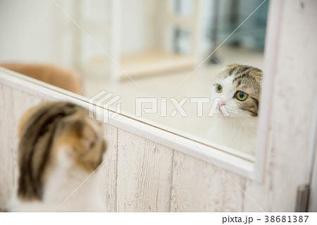 猫 後ろ姿 立つ 生き物の写真素材 猫 後ろ姿 立つ 生き物の写真素材