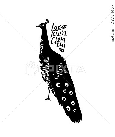 鳥 孔雀 イラスト 白黒のイラスト素材