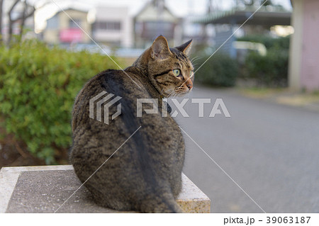 トラの後姿 背中 動物の写真素材