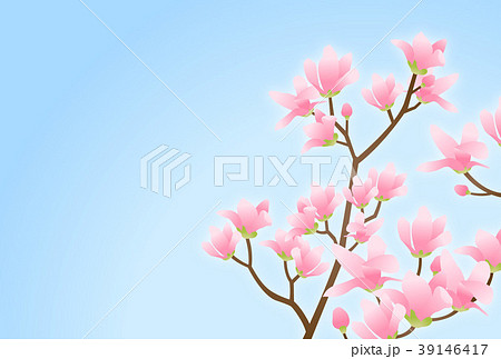 紫木蓮 木蓮 花 マグノリアのイラスト素材 - PIXTA