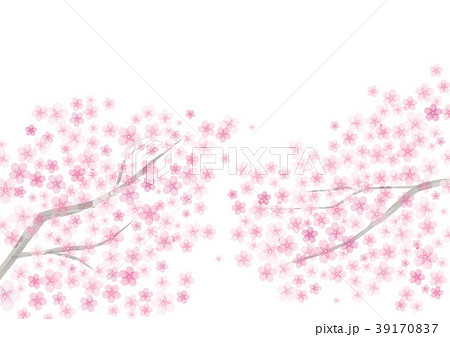 桜の木 桜 花 白抜きのイラスト素材