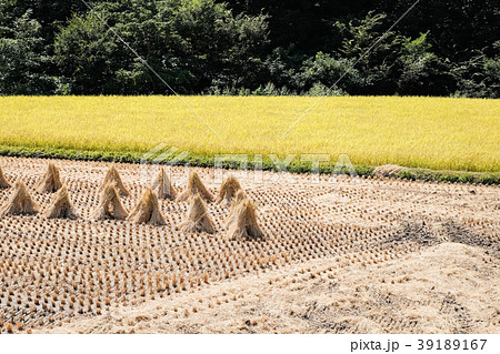 稲刈り後の写真素材 - PIXTA